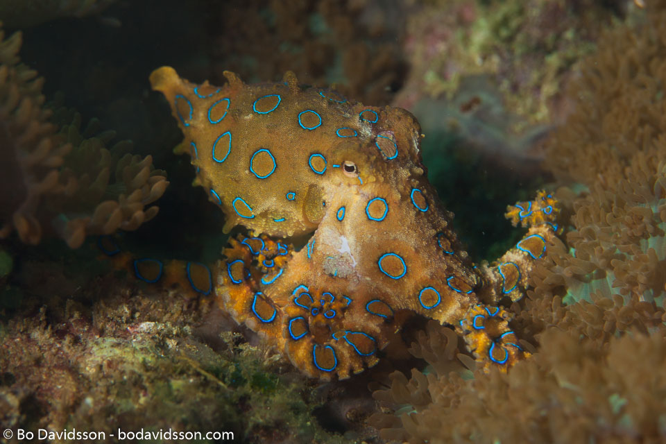 BD-160101-Malapasqua-1847-Hapalochlaena-lunulata-(Quoy---Gaimard.-1832)-[Greater-blue-ringed-octopus].jpg